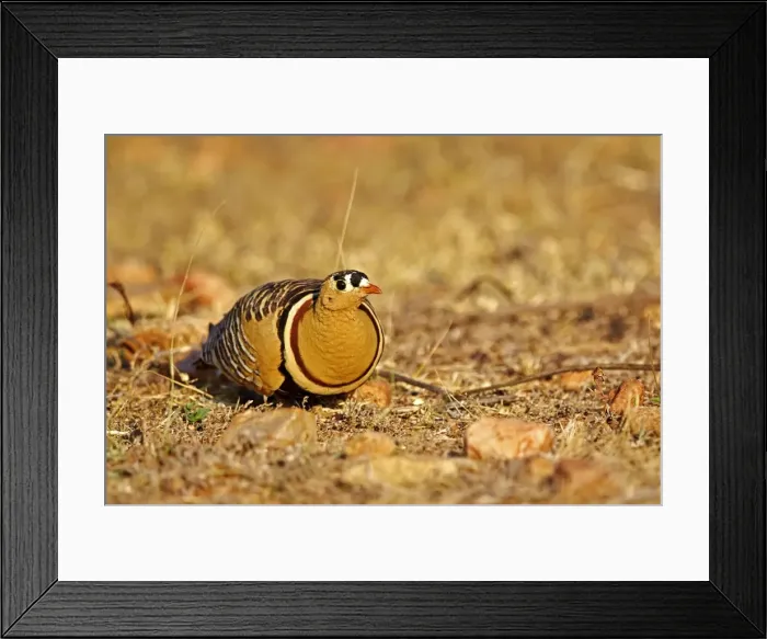 Framed Print : Picture No. 11676872 Framed Print : Picture No. 11676872