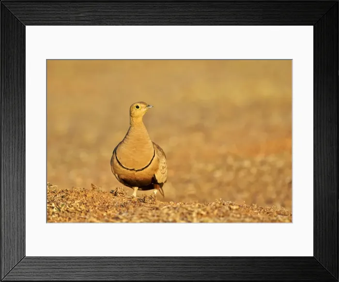 Framed Print : Picture No. 11676873 Framed Print : Picture No. 11676873