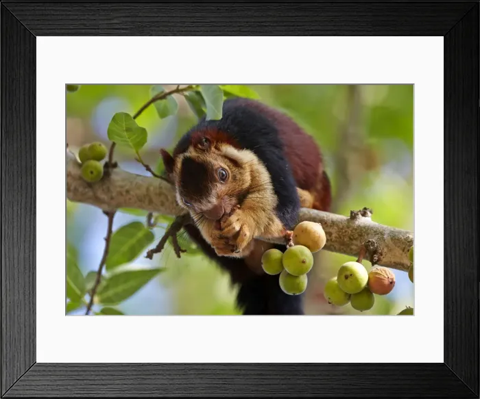 Framed Print : Picture No. 11676870 Framed Print : Picture No. 11676870