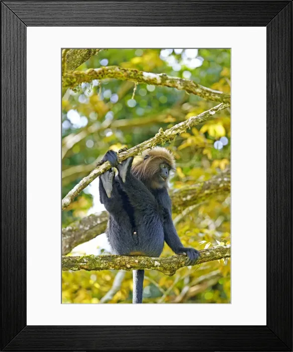 Framed Print : Picture No. 11676875 Framed Print : Picture No. 11676875