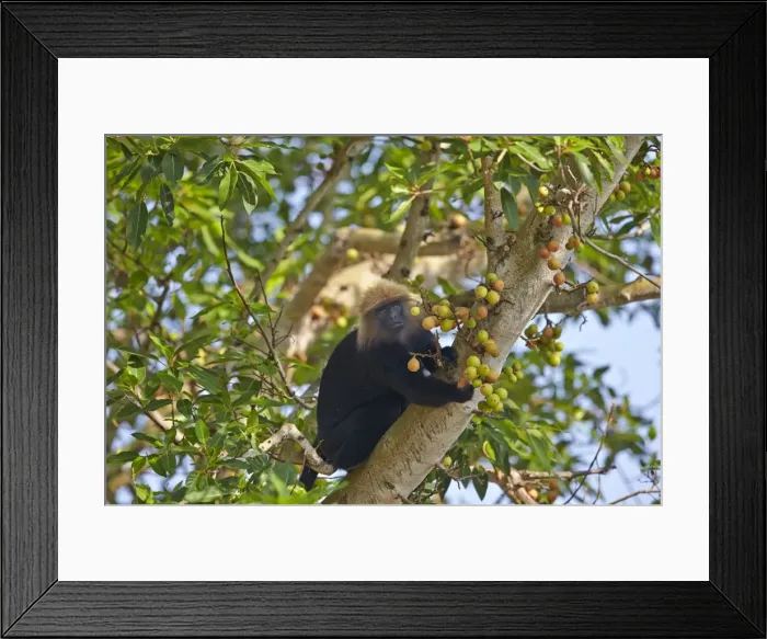Framed Print : Picture No. 11676876 Framed Print : Picture No. 11676876