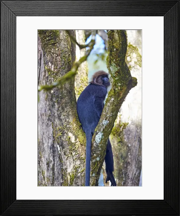Framed Print : Picture No. 11676874 Framed Print : Picture No. 11676874