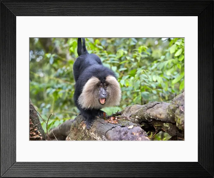 Framed Print : Picture No. 11676879 Framed Print : Picture No. 11676879