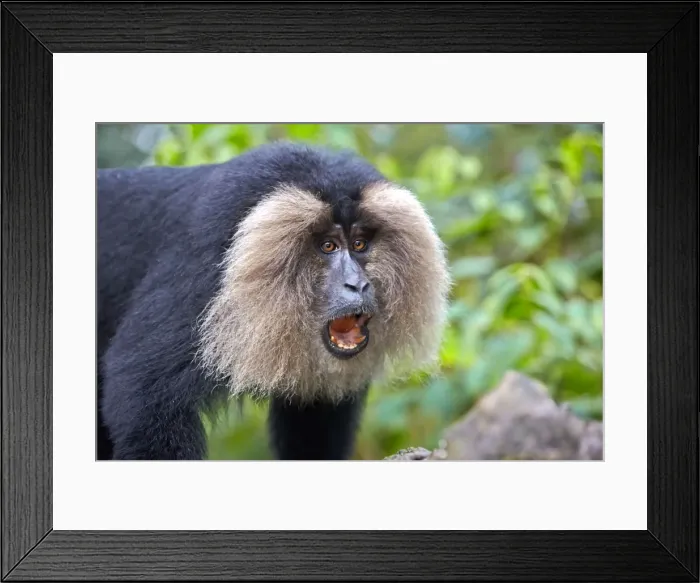Framed Print : Picture No. 11676880 Framed Print : Picture No. 11676880