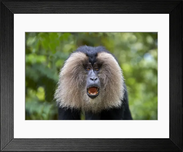 Framed Print : Picture No. 11676883 Framed Print : Picture No. 11676883