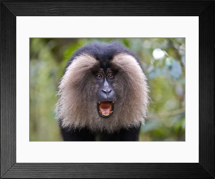 Framed Print : Picture No. 11676884 Framed Print : Picture No. 11676884
