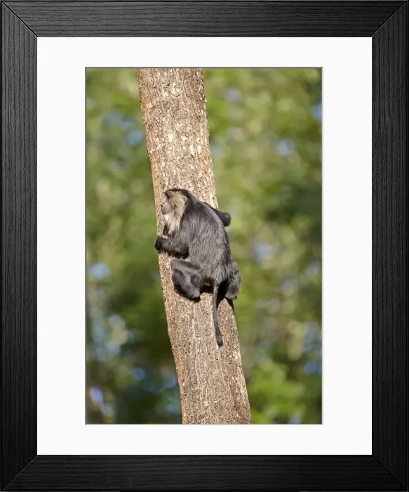 Framed Print : Picture No. 11676885 Framed Print : Picture No. 11676885