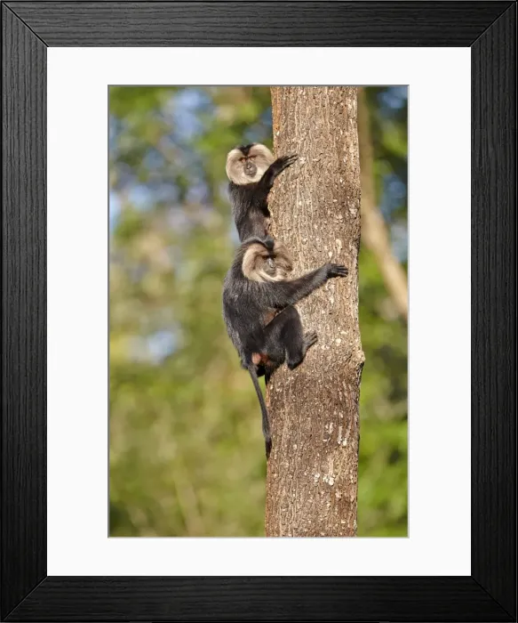 Framed Print : Picture No. 11676886 Framed Print : Picture No. 11676886