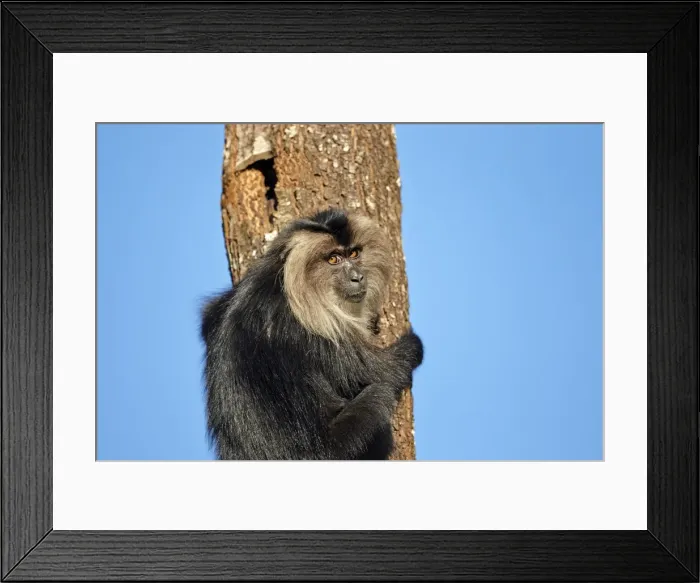 Framed Print : Picture No. 11676887 Framed Print : Picture No. 11676887