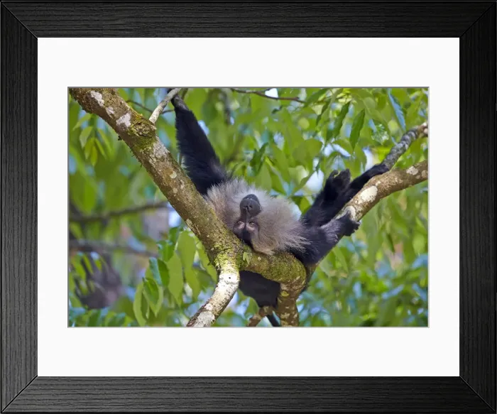 Framed Print : Picture No. 11676888 Framed Print : Picture No. 11676888