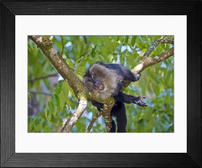 Framed Print : Picture No. 11676889 Framed Print : Picture No. 11676889