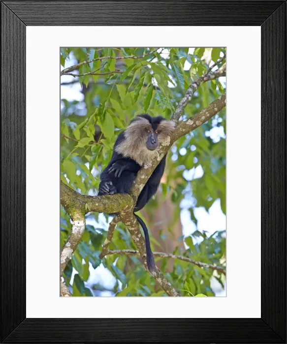 Framed Print : Picture No. 11676891 Framed Print : Picture No. 11676891