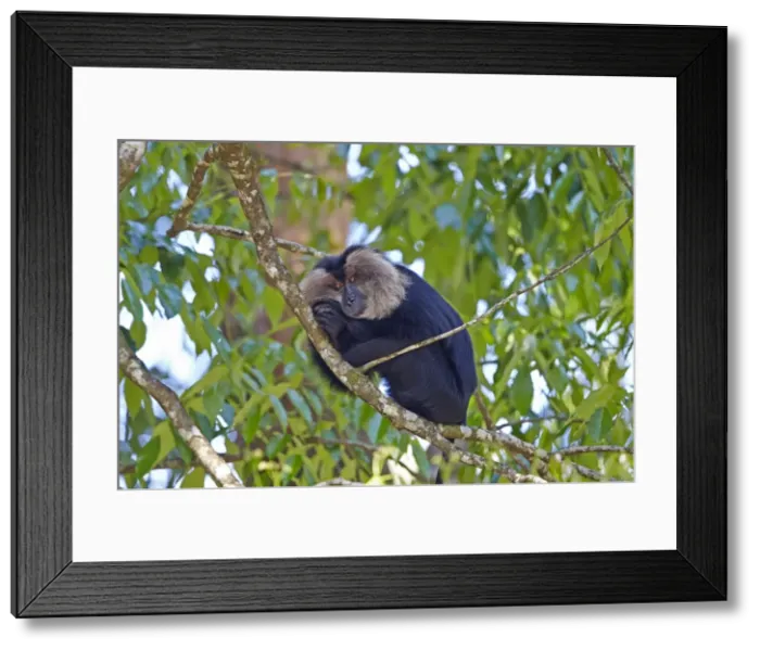 Framed Print : Picture No. 11676892 Framed Print : Picture No. 11676892