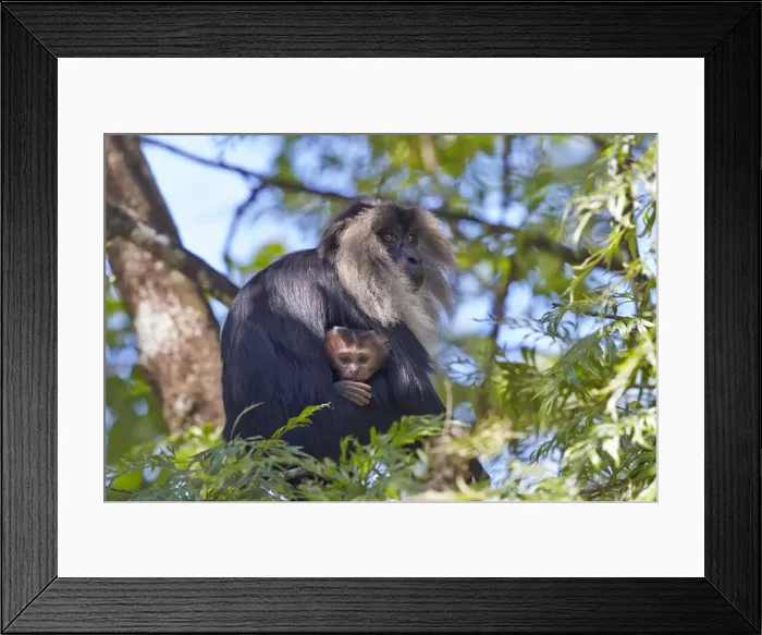 Framed Print : Picture No. 11676893 Framed Print : Picture No. 11676893
