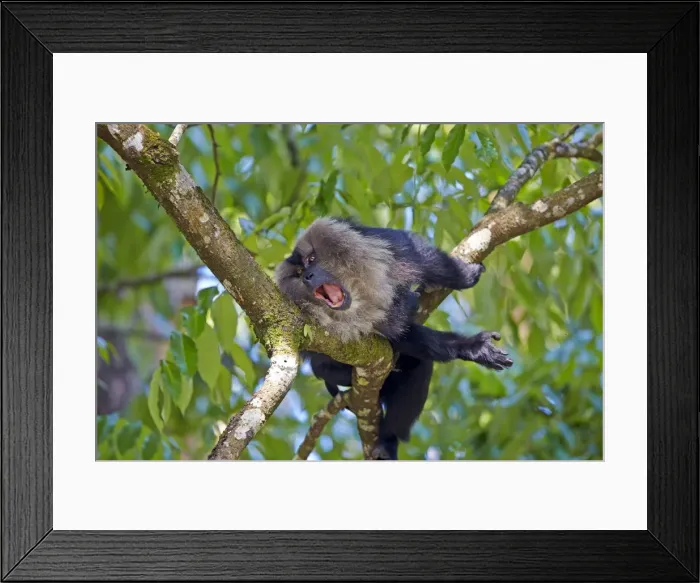 Framed Print : Picture No. 11676890 Framed Print : Picture No. 11676890