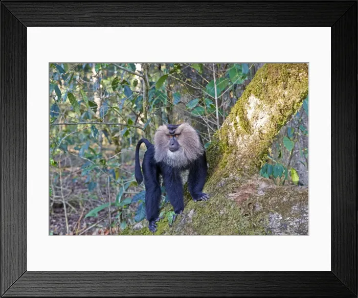Framed Print : Picture No. 11676894 Framed Print : Picture No. 11676894