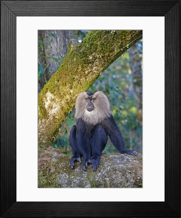 Framed Print : Picture No. 11676895 Framed Print : Picture No. 11676895