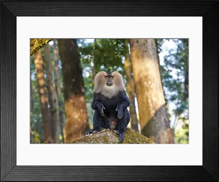 Framed Print : Picture No. 11676896 Framed Print : Picture No. 11676896