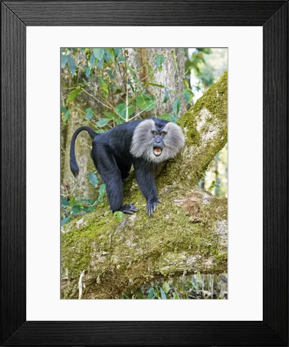 Framed Print : Picture No. 11676897 Framed Print : Picture No. 11676897