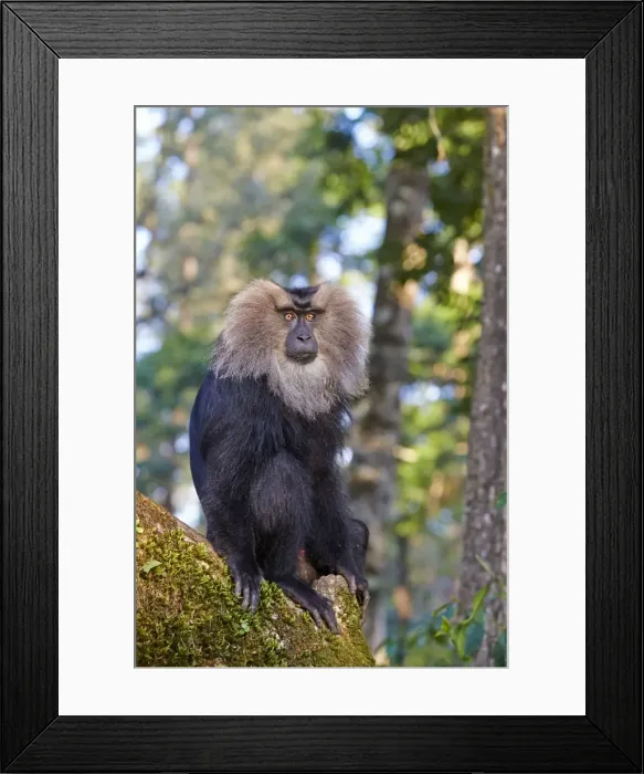 Framed Print : Picture No. 11676898 Framed Print : Picture No. 11676898