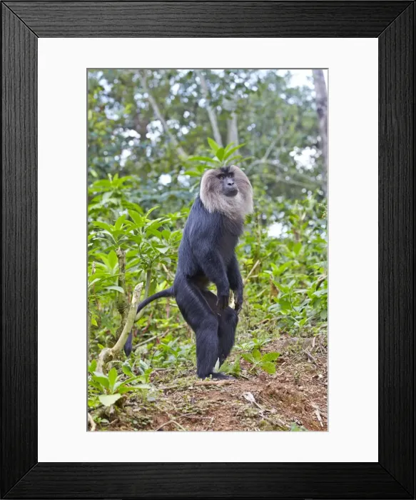 Framed Print : Picture No. 11676900 Framed Print : Picture No. 11676900