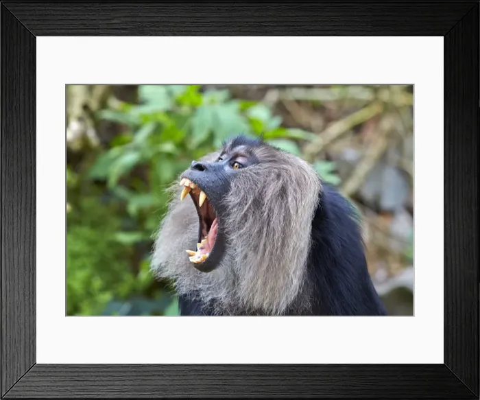 Framed Print : Picture No. 11676901 Framed Print : Picture No. 11676901