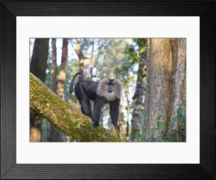 Framed Print : Picture No. 11676899 Framed Print : Picture No. 11676899