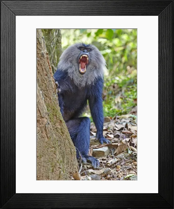 Framed Print : Picture No. 11676902 Framed Print : Picture No. 11676902