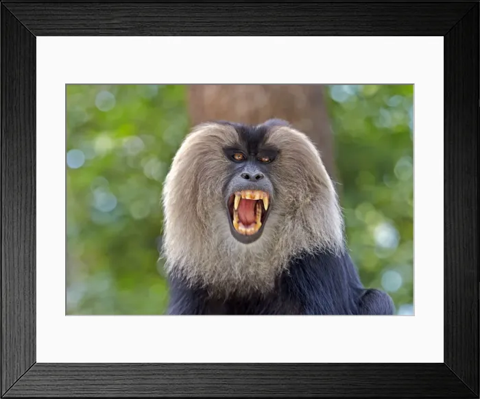 Framed Print : Picture No. 11676904 Framed Print : Picture No. 11676904