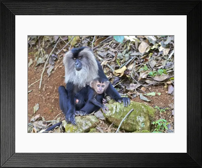 Framed Print : Picture No. 11676905 Framed Print : Picture No. 11676905