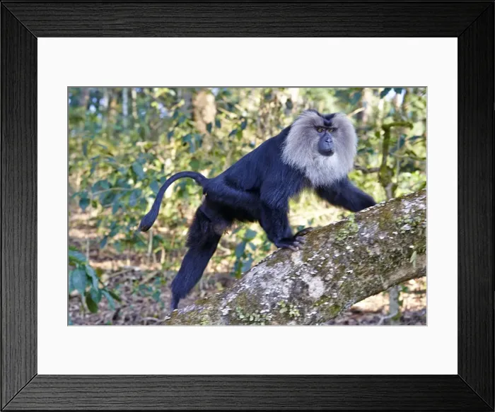 Framed Print : Picture No. 11676906 Framed Print : Picture No. 11676906