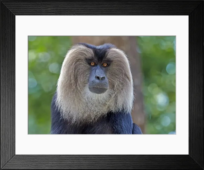 Framed Print : Picture No. 11676903 Framed Print : Picture No. 11676903