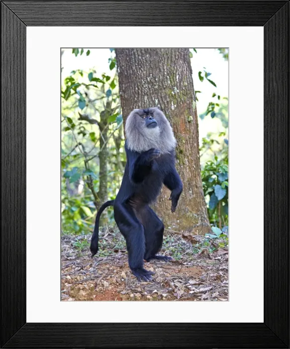 Framed Print : Picture No. 11676909 Framed Print : Picture No. 11676909