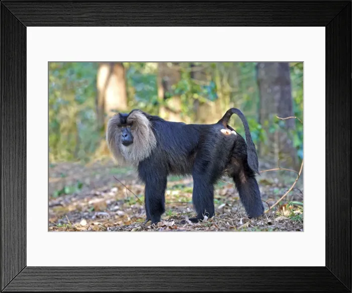Framed Print : Picture No. 11676910 Framed Print : Picture No. 11676910