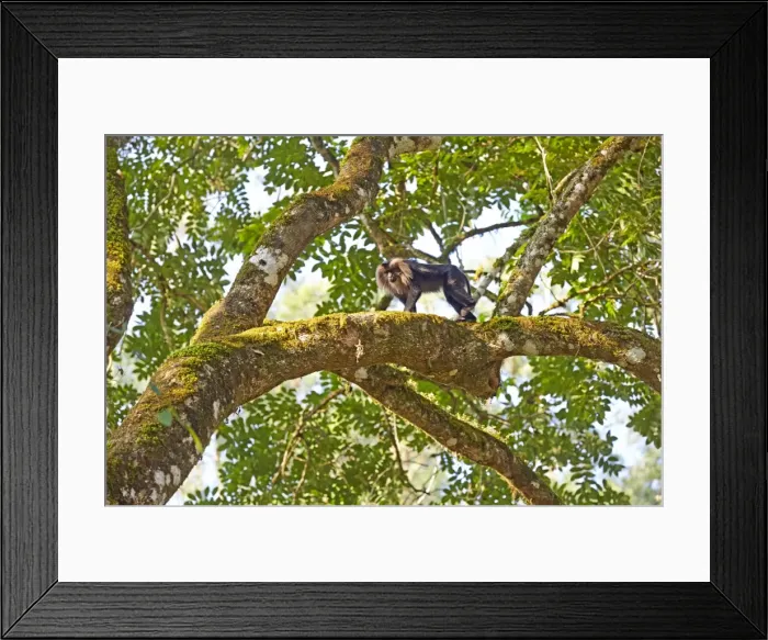 Framed Print : Picture No. 11676911 Framed Print : Picture No. 11676911