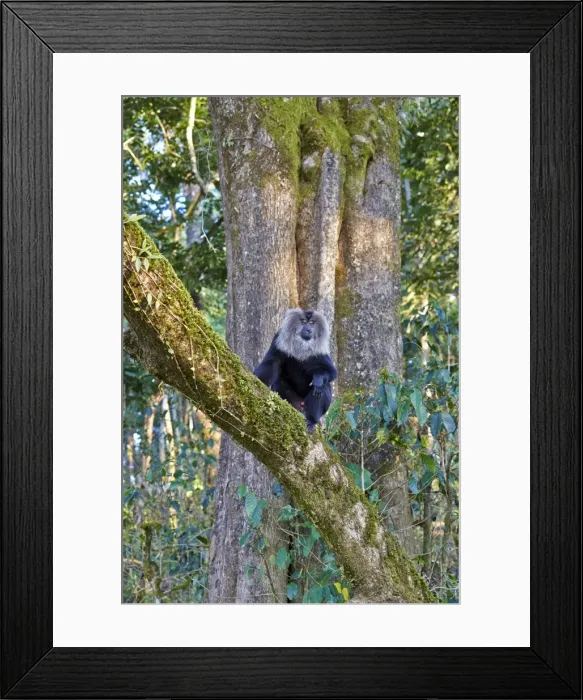 Framed Print : Picture No. 11676912 Framed Print : Picture No. 11676912