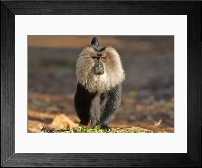 Framed Print : Picture No. 11676908 Framed Print : Picture No. 11676908