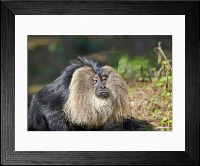 Framed Print : Picture No. 11676914 Framed Print : Picture No. 11676914