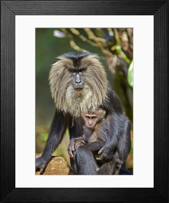 Framed Print : Picture No. 11676913 Framed Print : Picture No. 11676913