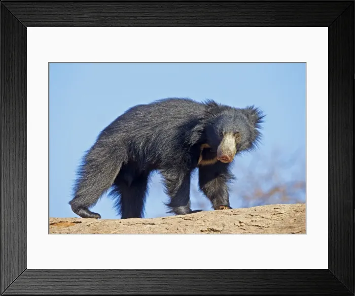 Framed Print : Picture No. 11676916