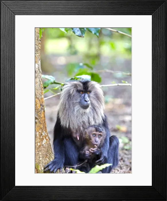 Framed Print : Picture No. 11676915