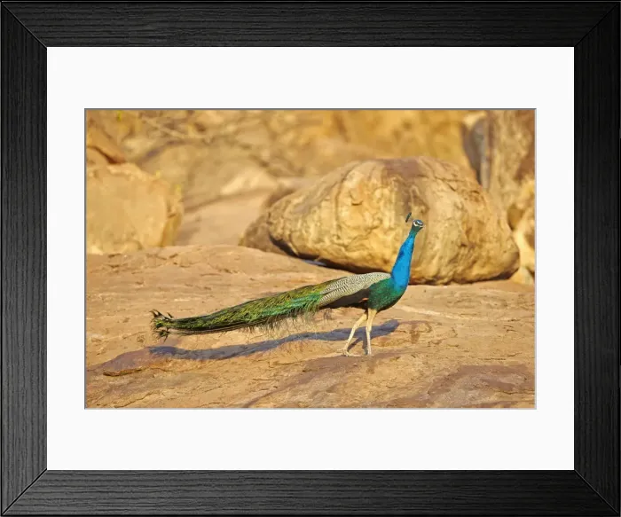 Framed Print : Picture No. 11676917