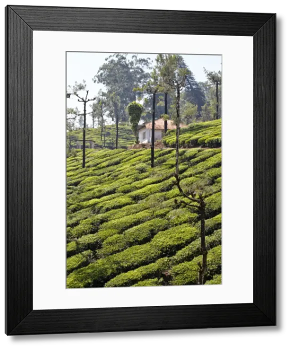 Framed Print : Picture No. 11676918