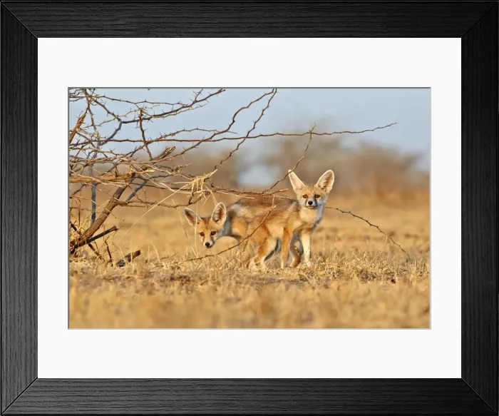 Framed Print : Picture No. 11676920 Framed Print : Picture No. 11676920