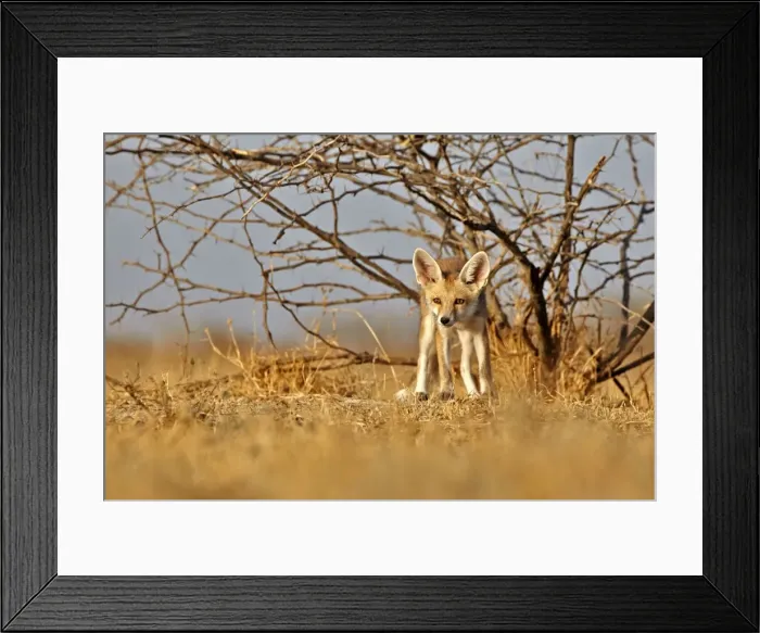 Framed Print : Picture No. 11676921 Framed Print : Picture No. 11676921