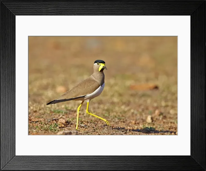 Framed Print : Picture No. 11676922 Framed Print : Picture No. 11676922
