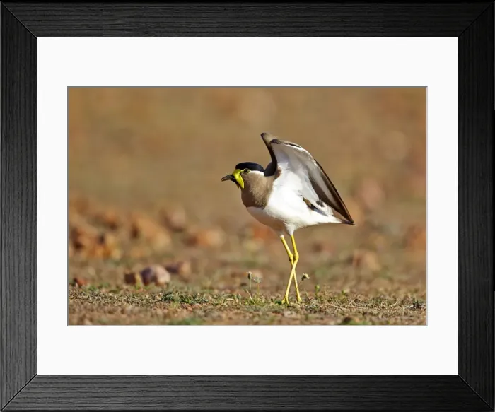 Framed Print : Picture No. 11676923 Framed Print : Picture No. 11676923