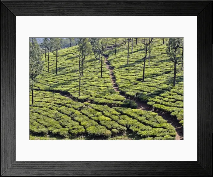 Framed Print : Picture No. 11676919 Framed Print : Picture No. 11676919