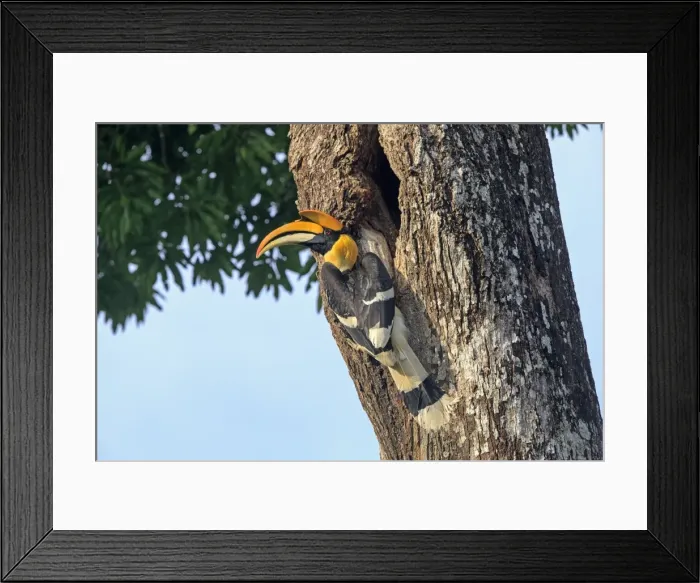 Framed Print : Picture No. 11676925 Framed Print : Picture No. 11676925