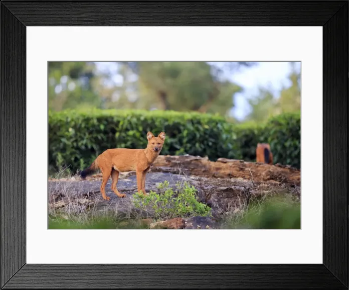 Framed Print : Picture No. 11676926